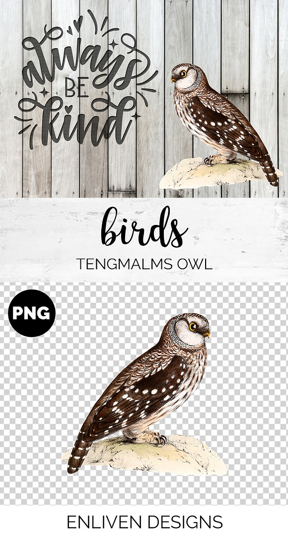 Owl Tengmalms Vintage Watercolor Bir in Illustrations - product preview 1