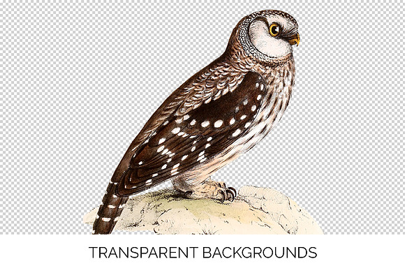 Owl Tengmalms Vintage Watercolor Bir in Illustrations - product preview 2