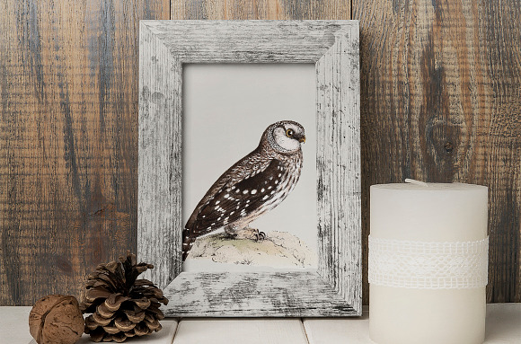 Owl Tengmalms Vintage Watercolor Bir in Illustrations - product preview 3