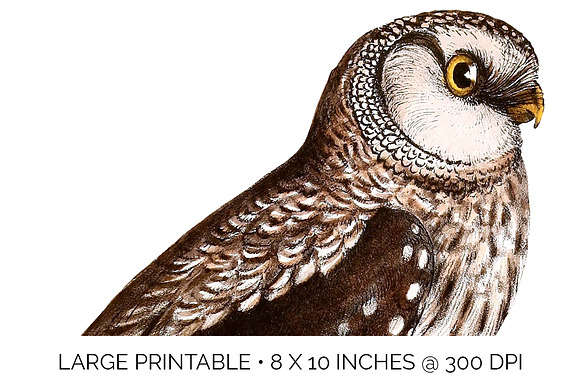 Owl Tengmalms Vintage Watercolor Bir in Illustrations - product preview 4