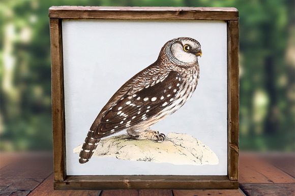 Owl Tengmalms Vintage Watercolor Bir in Illustrations - product preview 5