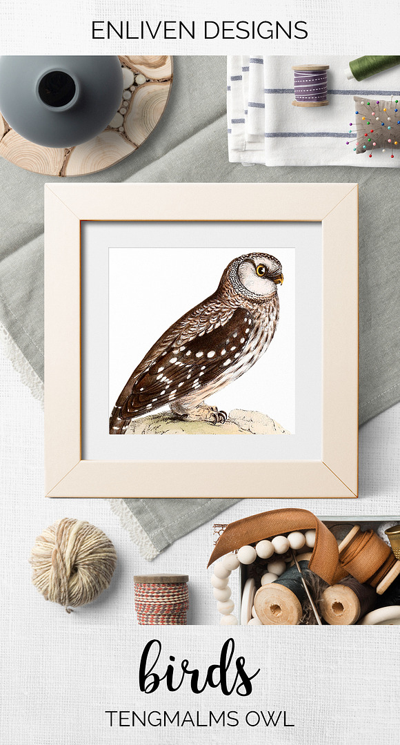 Owl Tengmalms Vintage Watercolor Bir in Illustrations - product preview 7