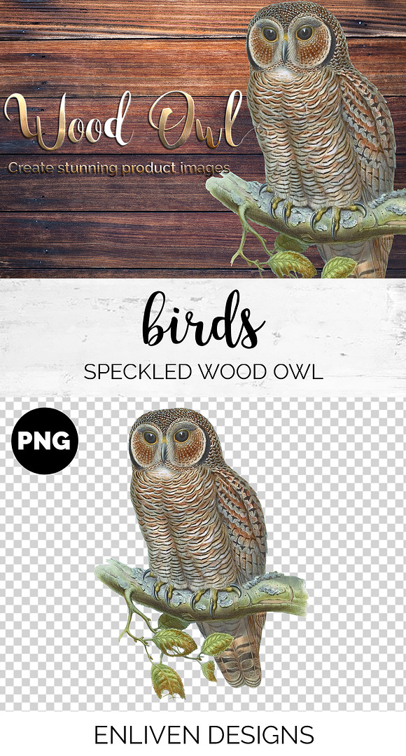 Wood Owl Speckled Vintage Bird in Illustrations - product preview 1