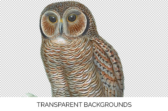 Wood Owl Speckled Vintage Bird in Illustrations - product preview 2