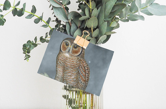 Wood Owl Speckled Vintage Bird in Illustrations - product preview 3
