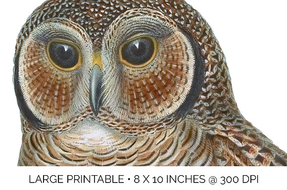 Wood Owl Speckled Vintage Bird in Illustrations - product preview 4