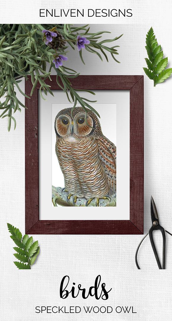 Wood Owl Speckled Vintage Bird in Illustrations - product preview 7