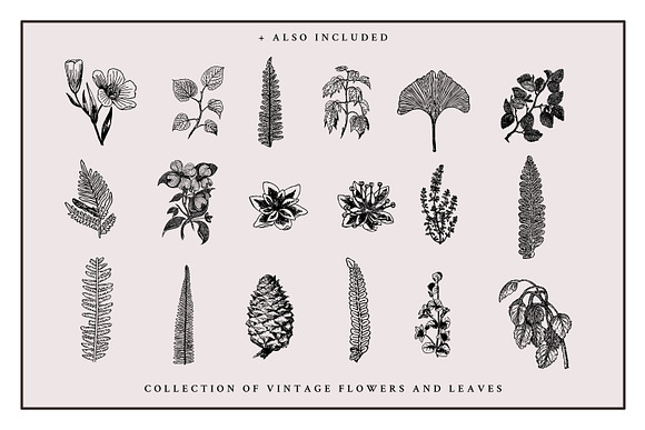 Vintage Floral Graphics and Letters in Illustrations - product preview 5