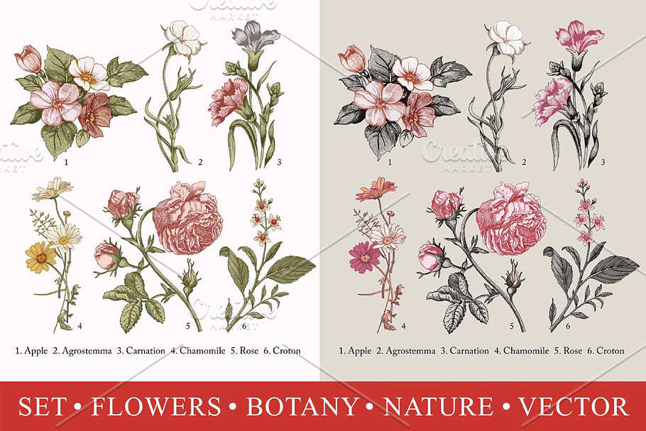 Set Flowers Botany Nature Vintage