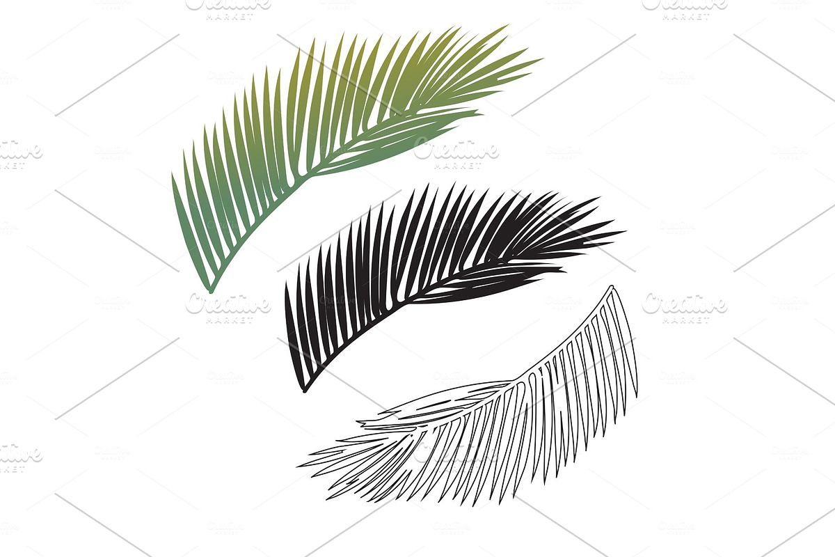Black and white exotic tropical palm in Illustrations - product preview 8