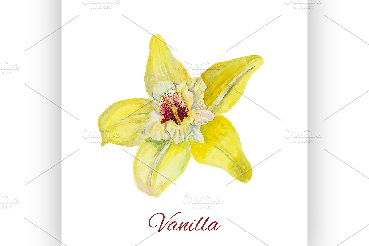 flower vanilla. watercolor painting in Illustrations - product preview 8