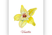flower vanilla. watercolor painting