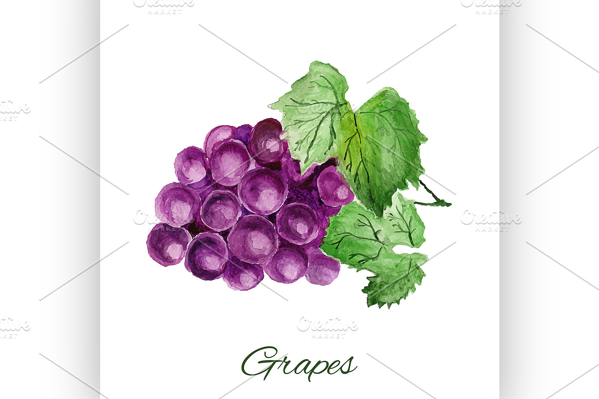 grapes. watercolor painting in Illustrations - product preview 8