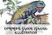 Iguana Common Green Lizard Vintage