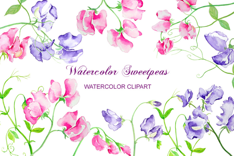Watercolor Sweet Pea Flowers