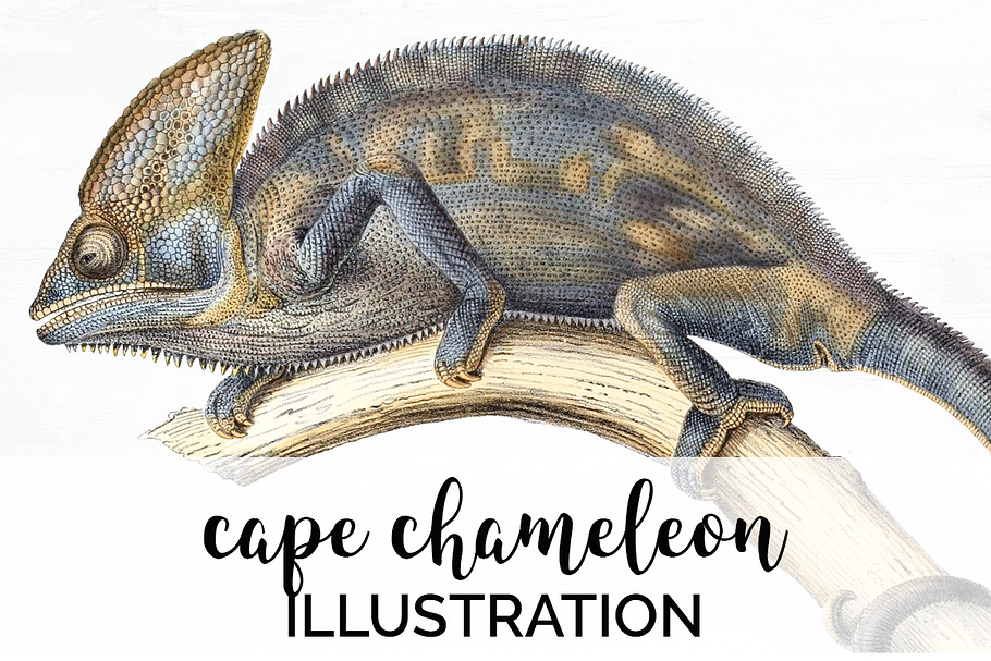 Lizard Clipart Chameleon Cape in Illustrations - product preview 8