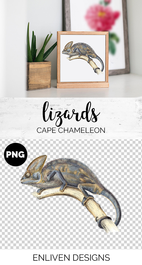 Lizard Clipart Chameleon Cape in Illustrations - product preview 1