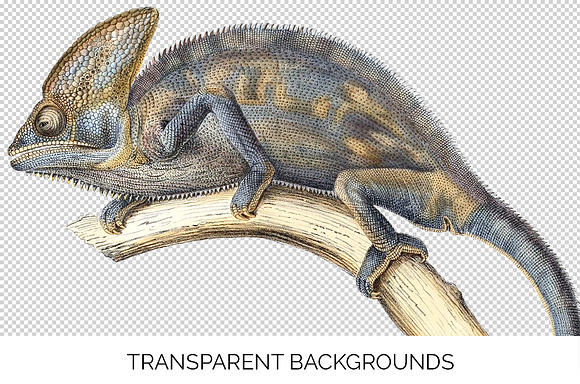 Lizard Clipart Chameleon Cape in Illustrations - product preview 2