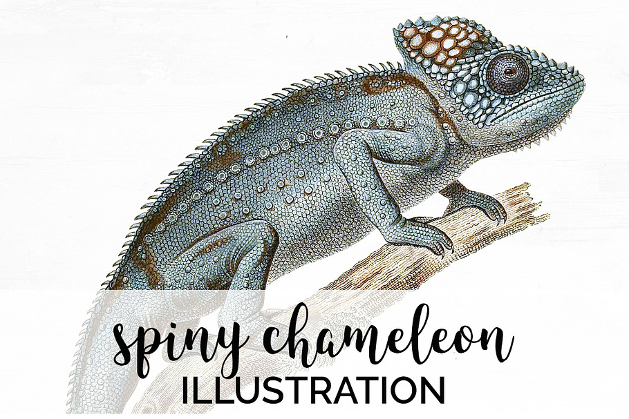 Lizard Clipart Chameleon Spiny in Illustrations - product preview 8