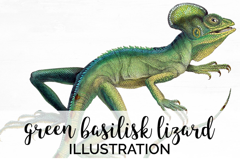 Lizard Clipart Basilisk Green in Illustrations - product preview 8