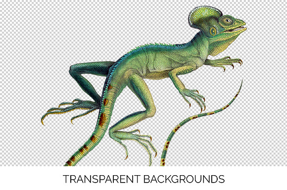 Lizard Clipart Basilisk Green in Illustrations - product preview 2