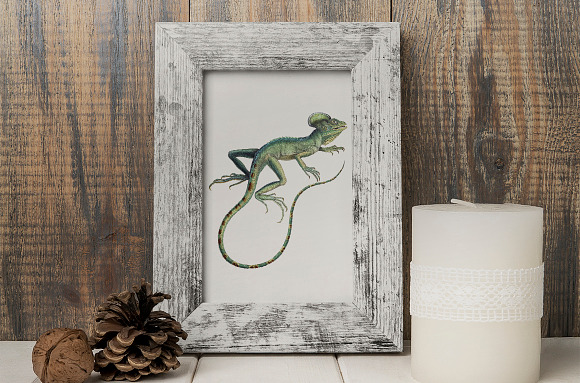 Lizard Clipart Basilisk Green in Illustrations - product preview 5