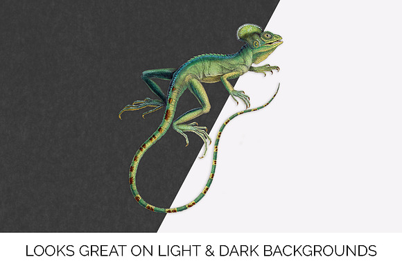 Lizard Clipart Basilisk Green in Illustrations - product preview 6