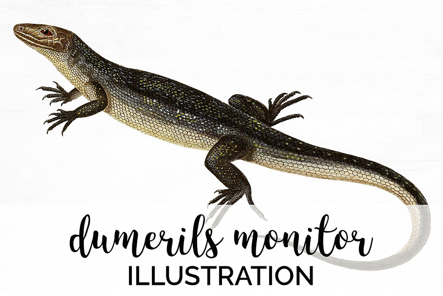 Lizard Clipart Dumerils Monitor in Illustrations - product preview 8