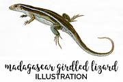 Lizard Clipart Madagascar Girdled