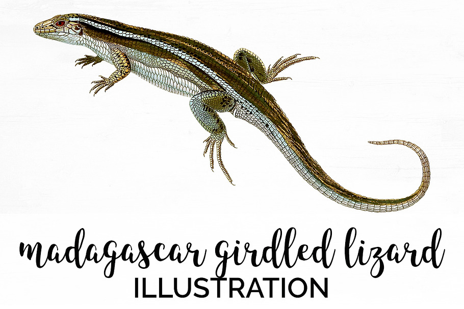 Lizard Clipart Madagascar Girdled in Illustrations - product preview 8
