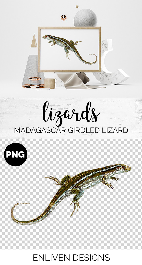 Lizard Clipart Madagascar Girdled in Illustrations - product preview 1