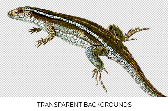 Lizard Clipart Madagascar Girdled in Illustrations - product preview 2