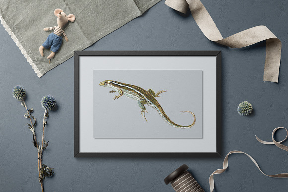 Lizard Clipart Madagascar Girdled in Illustrations - product preview 3