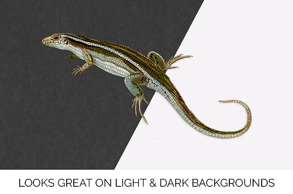 Lizard Clipart Madagascar Girdled in Illustrations - product preview 6