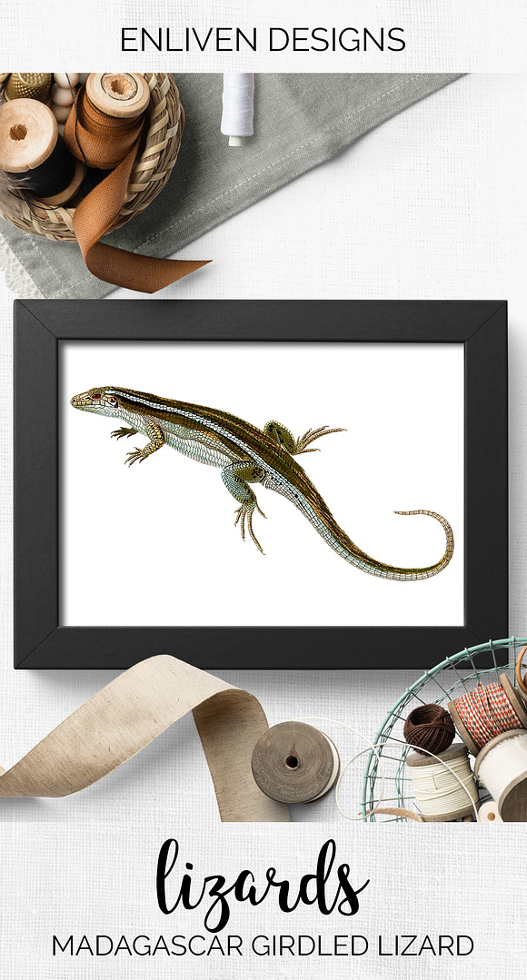 Lizard Clipart Madagascar Girdled in Illustrations - product preview 7