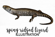 Lizard Clipart Spiny-Ridged