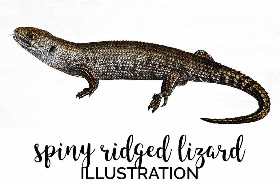 Lizard Clipart Spiny-Ridged in Illustrations - product preview 8