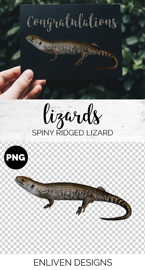 Lizard Clipart Spiny-Ridged in Illustrations - product preview 1