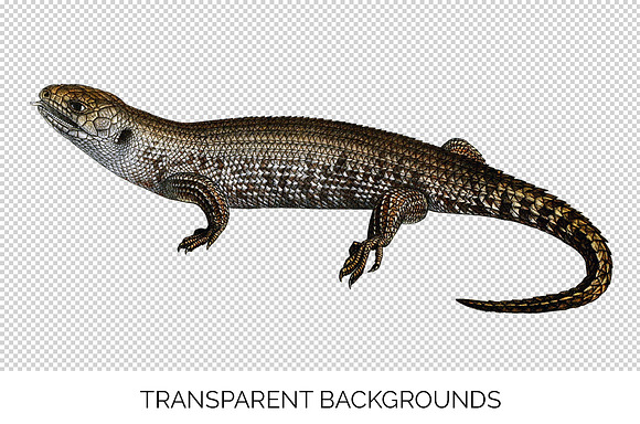 Lizard Clipart Spiny-Ridged in Illustrations - product preview 2