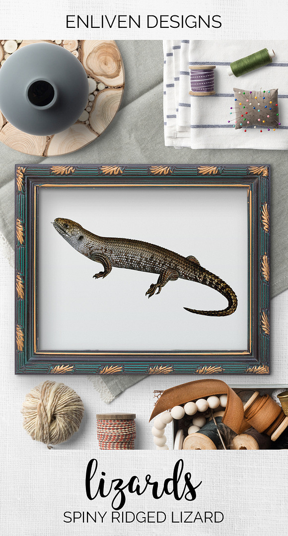 Lizard Clipart Spiny-Ridged in Illustrations - product preview 7