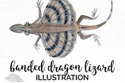 Lizard Clipart Banded Dragon