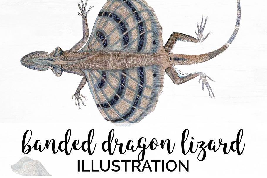Lizard Clipart Banded Dragon