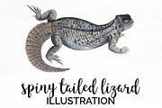 Lizard Clipart Indian Spiny-Tailed