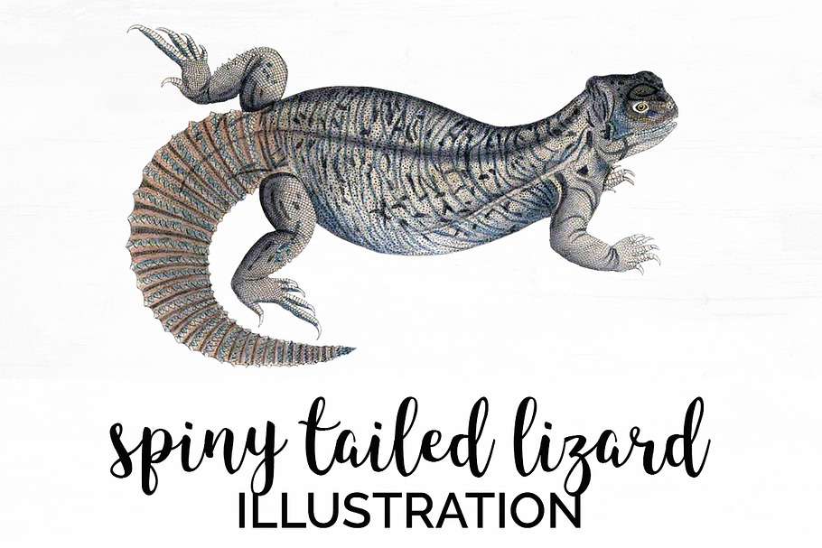 Lizard Clipart Indian Spiny-Tailed