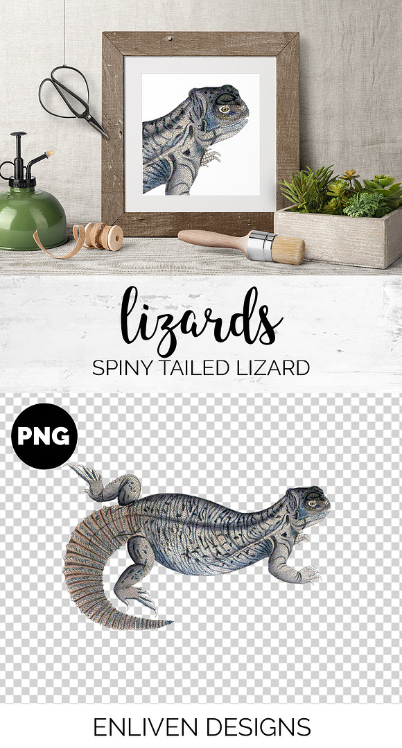 Lizard Clipart Indian Spiny-Tailed in Illustrations - product preview 1