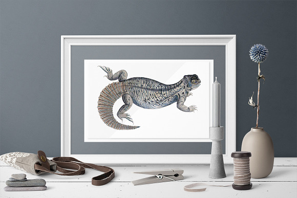 Lizard Clipart Indian Spiny-Tailed in Illustrations - product preview 3