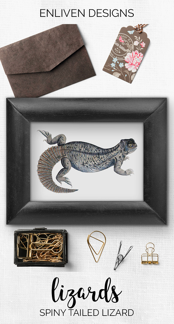 Lizard Clipart Indian Spiny-Tailed in Illustrations - product preview 7