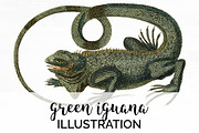 Lizard Clipart Iguana Green
