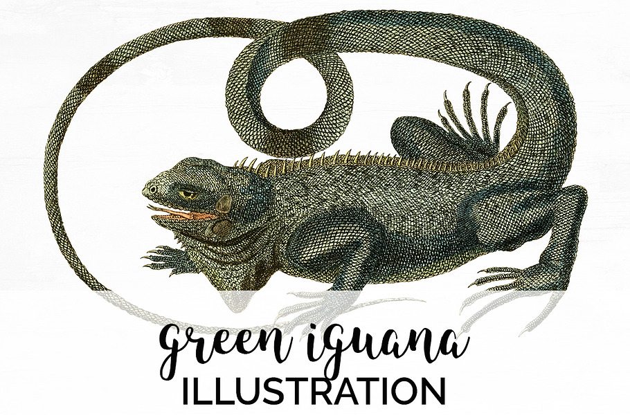 Lizard Clipart Iguana Green in Illustrations - product preview 8