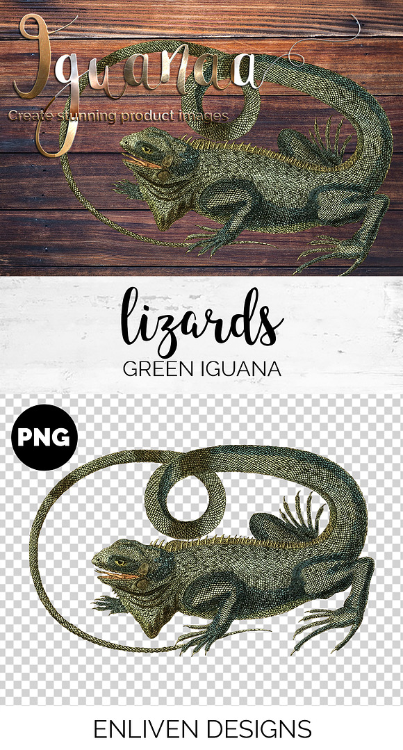 Lizard Clipart Iguana Green in Illustrations - product preview 1